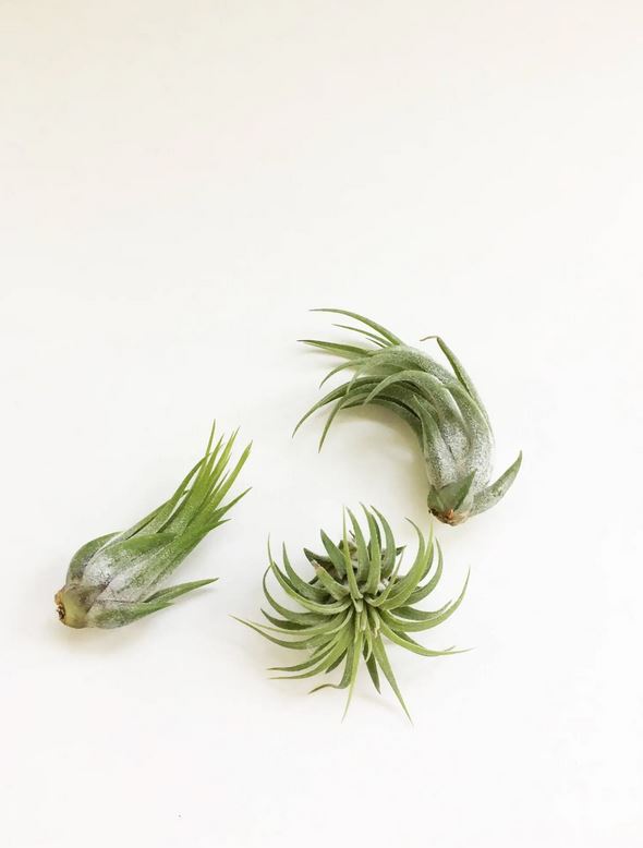 small air plant