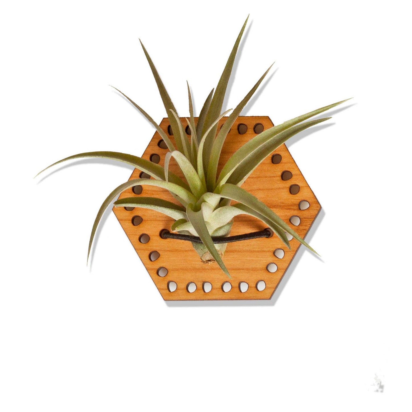 Air Plant Magnet - Cherry Hexagon