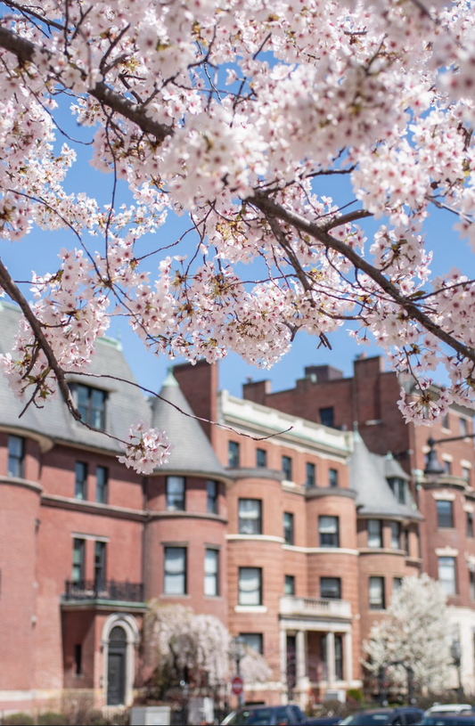 Comm Ave Blooms Print