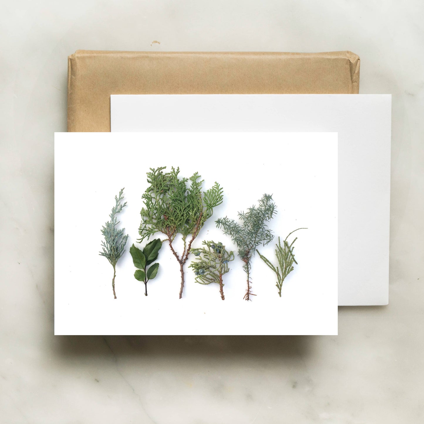 Baby Evergreens Greeting Card
