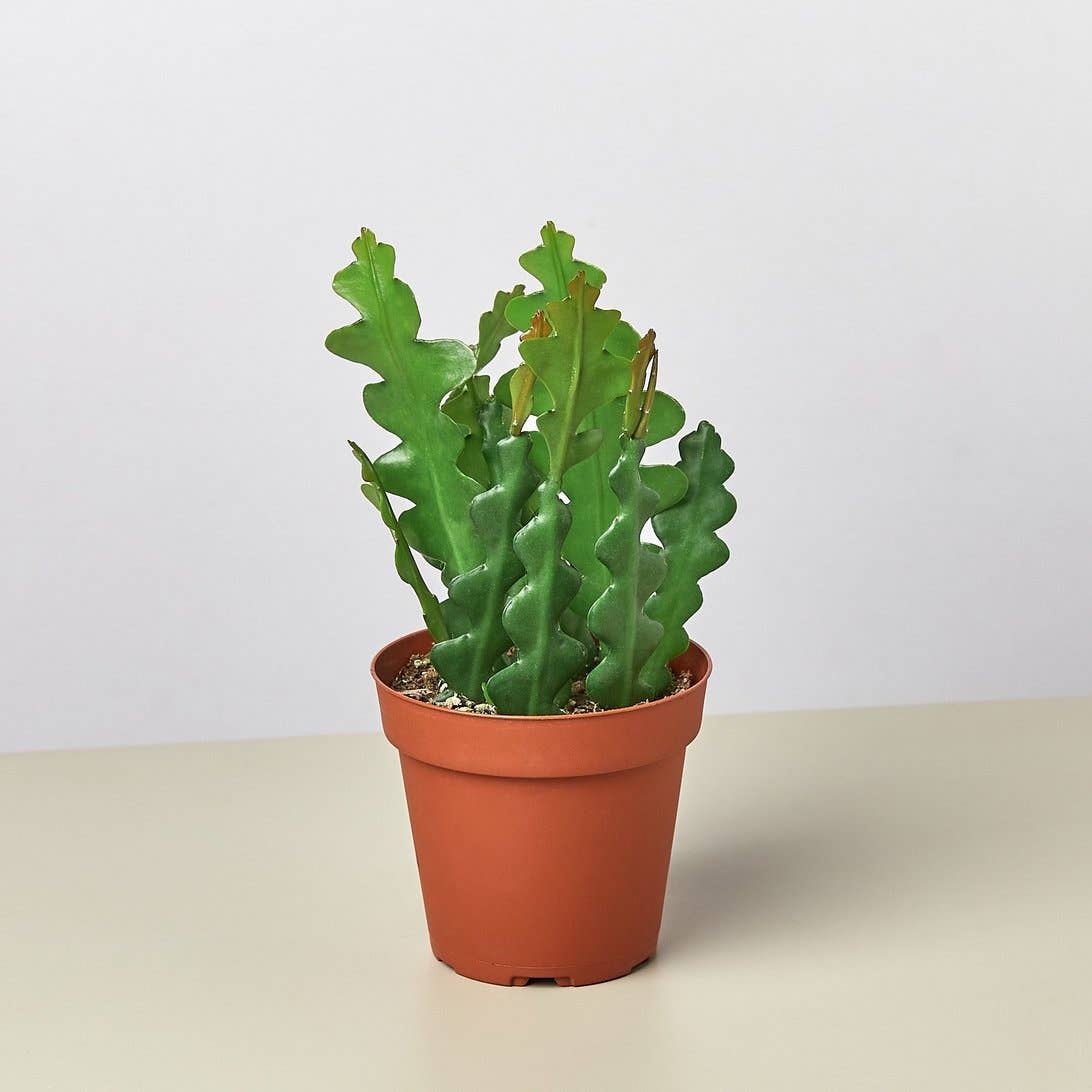 Epiphyllum Ric Rac Cactus 4-inch
