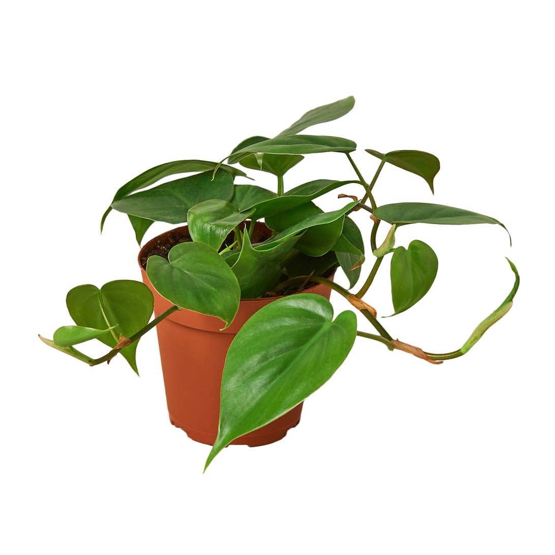 Philodendron Cordatum PHILODENDRON CORDATUM 4-inch