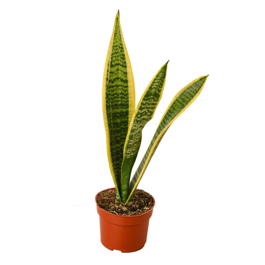 Snake Laurentii 4-Inch