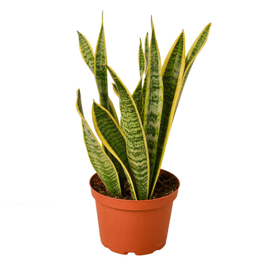 Snake Laurentii 6-inch