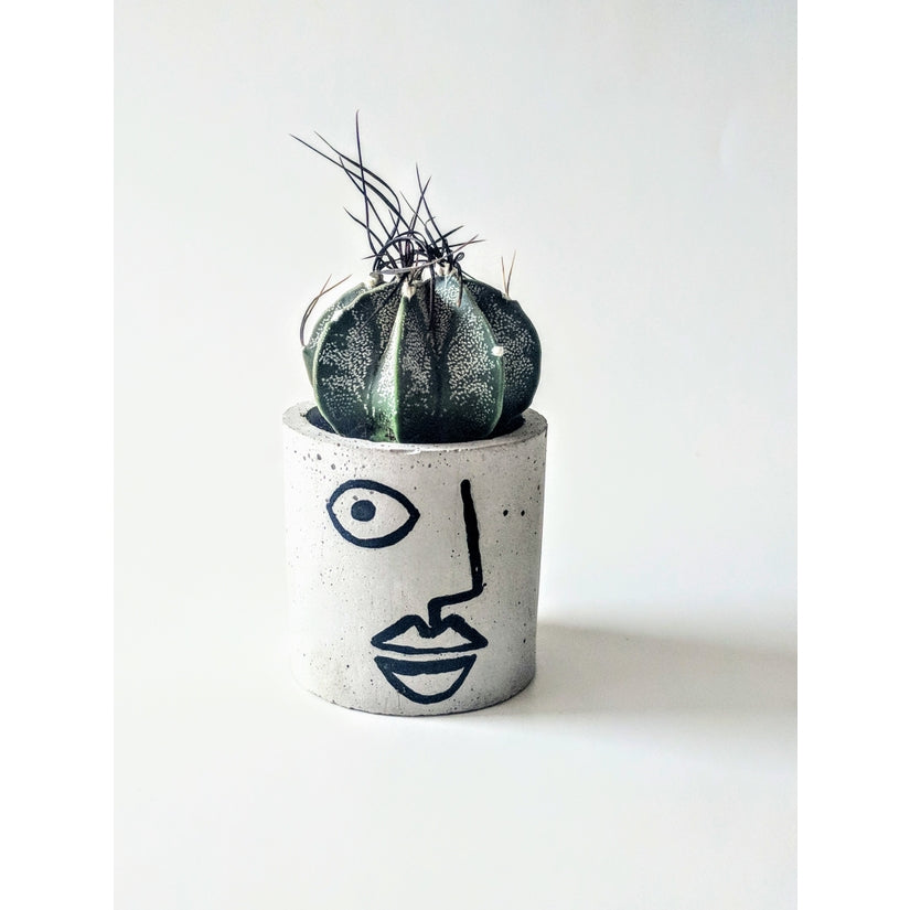 Handpainted Concrete Planter (with or without air plant)